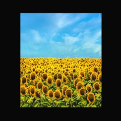 sunday sunflower птн пнх