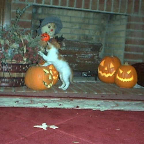 RoadKill (friends demo)