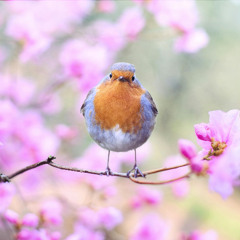 Spring is play