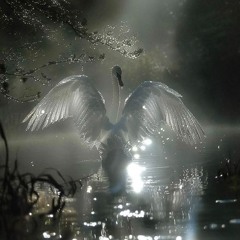 ✥⁺·₊°⭑⊱♰⊰⭑°⁺·₊✥