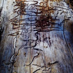 They Climb Oblivion - High Tears