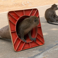 Monkey Traffic(FEAT:Aquadrenaline &JOJO)