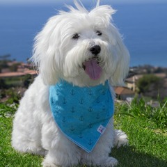 White Noise To Stop Barking Dog (75 Minutes)