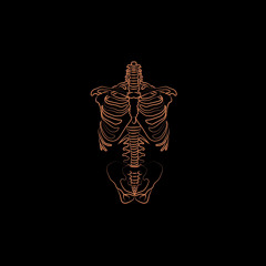 bones