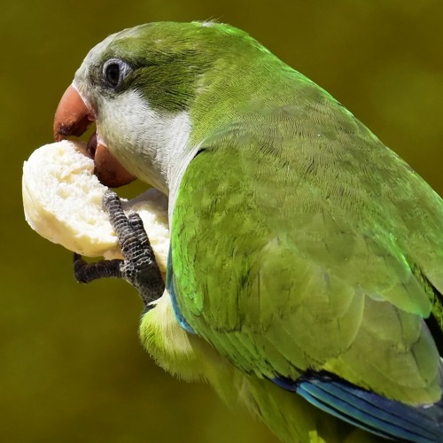 Polly Wants A Quacker