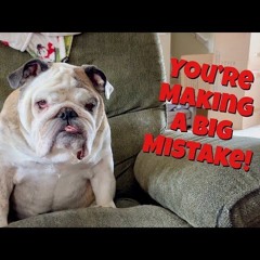 blimeydog - mistake