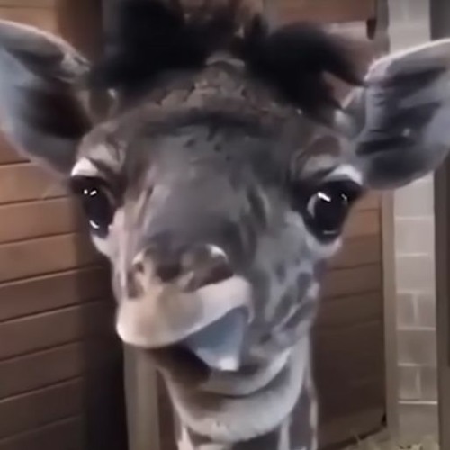 2HOLLIS - ID BE LYING