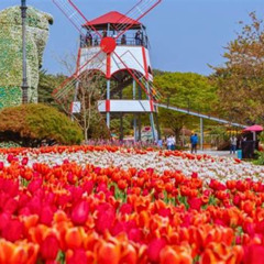 Review Special Price Taean Tulip Festival Strawberry Picking Day Tour From Seoul