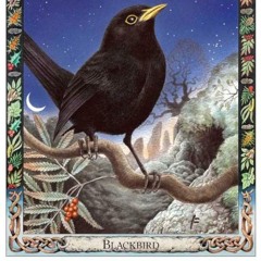 Blackbird