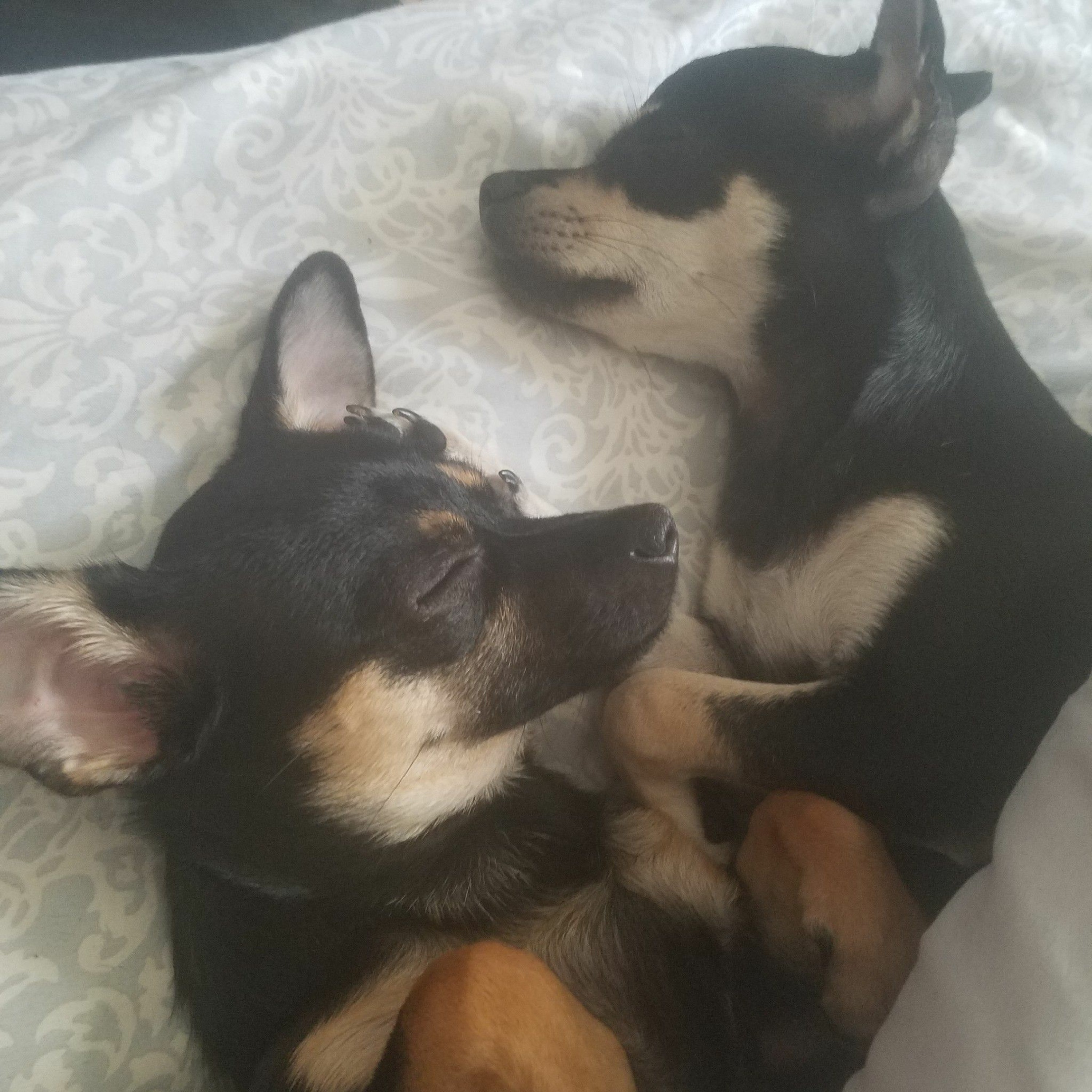 whatdoDogsdreamabout episode artwork