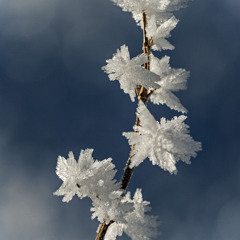 ice flower waltz