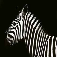 Untamed