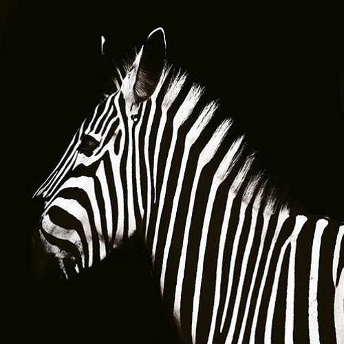 Untamed