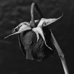 The Sadness of Beauty