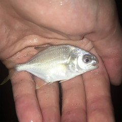 Hannah Louise Perotti core