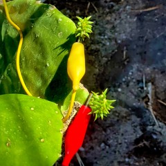 ¡órálé! - Mexican Edible Cactus Generated Plant Jazz