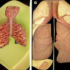 7. Inhale Three Lungs