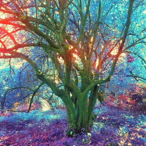 The beyond within (w//Ariad Music)