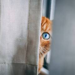 [#391] Lost in Distraction