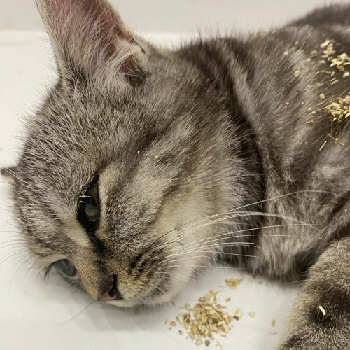 Mưa Tuyệt Vọng House Lak - Playlist House Lak 2024 Hay Nhất