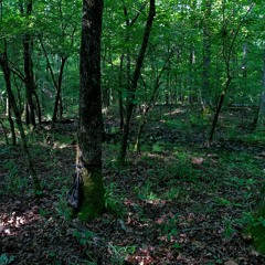 May 29, 2022 - Ouachita National Forest, Wildcat Mountain area, 0630 h