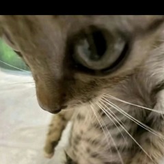 Kendrick Lamar - Swimming Pools  1950s Jazz (Feel the Blues in Every Sip).mp3