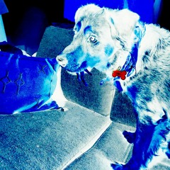 The Animals - Birds (w/ Slim Thug)