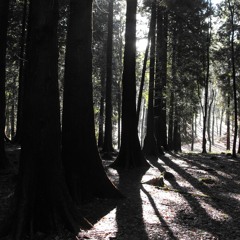 drone-in-the-woods|The Light Through The Trees