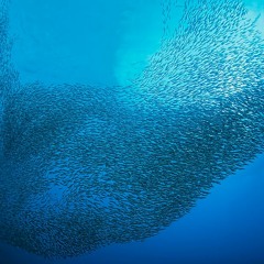 Schooling and Shoaling