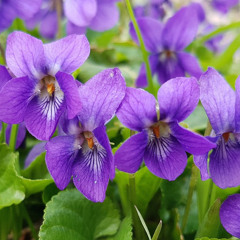 The Violets by Gwen Harwood