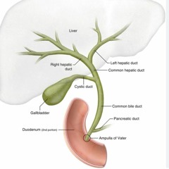 The Biliary System