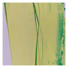 KAGAMI Smile - Illogical Dream Sequence - from "Parallel Floating" [FAM138]