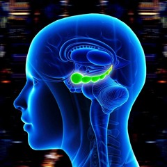 RENAN (9R) - HIPOCAMPO