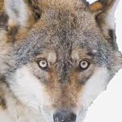 Robyn or Clipse - Dancin on my Chains and Whips (bootleg mashup)