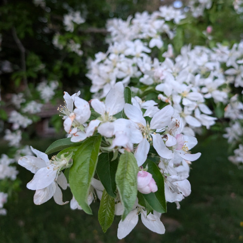 What I Told Her (Prod. Tiresss)