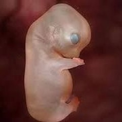 Lil Embryo Fetus - Kicking to escape