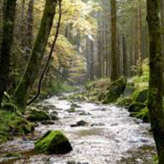 ANDY ATKINSON - STREAM 2