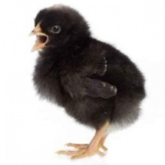 The Black Chick (Prod. Jdolla)