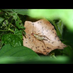 HK_Calm-&-Steady_tracks_348