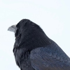 Rain Tree Crow