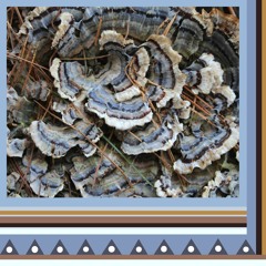 The Turkey In The Tree