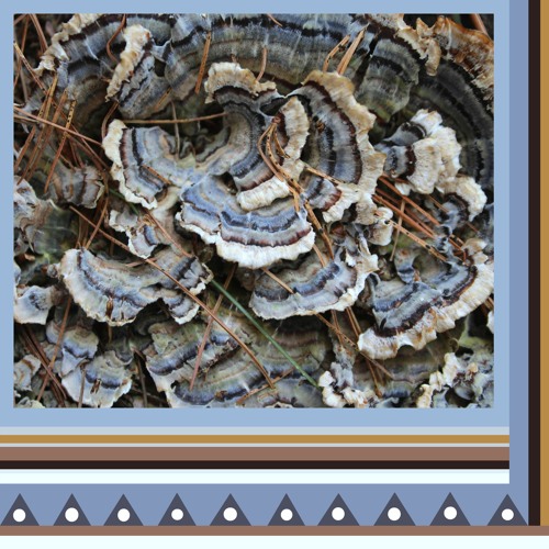 The Turkey In The Tree