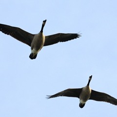 Canada geese - Tivoli, NY