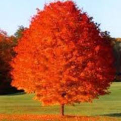 Octobers is Burning