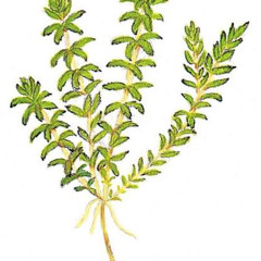 Guide - Hydrilla