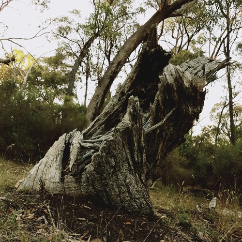 A Wooden Hunger.mp3