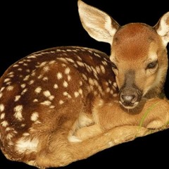DEER (PROD. ivi + sspike + carter)