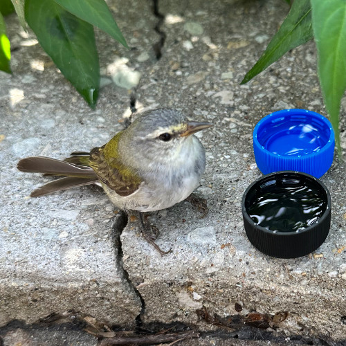 Elevated Session #77