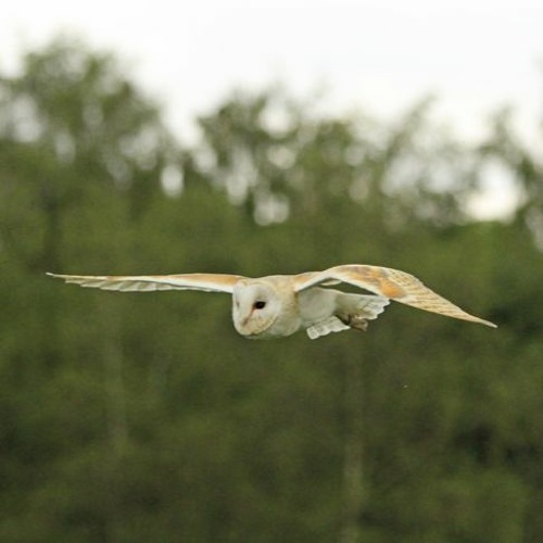 2023 - 04 - 29 Barn Owl 2