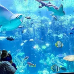 Best Aquarium Of The Pacific Thanksgiving Tours Review
